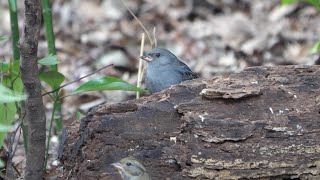 自然環境保全センター 自然観察園のクロジ（雌雄）その９（4K60P動画）