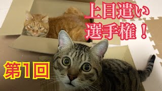 猫の上目遣いがかわいすぎた件！