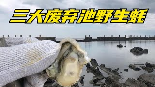 发现三个废弃参池野生蚝田，竟然从来没人来挖，够吃一年独食了【赶海二哥官方频道】