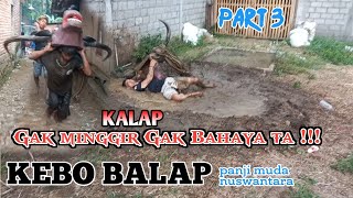 (part 3)Kalap Gak Minggir Gak Bahaya Ta // KEBO BALAP NUSWANTARA