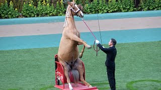 【ホースショー】大ベテラン富塚剛とスパーキーによるトリックホースショー 現地映像