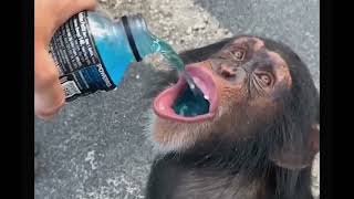 Monkey drinking Gatorade