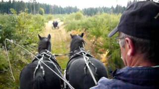 Attelage chevaux merens