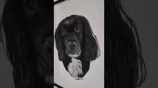 Pet portrait drawing a black dog super fast timelapse video. Pastel pencils.