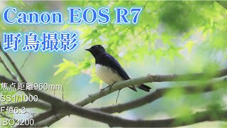 EOS R7　野鳥撮影　オオルリ　撮影楽しめました