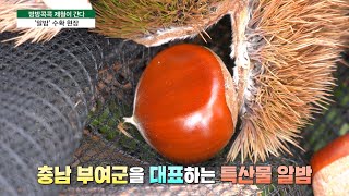 [방방콕콕제철이간다] 가을 보약 ‘알밤’🌰