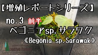 【増殖レポートシリーズ】no.3 ベゴニア sp.サラワク《前半》