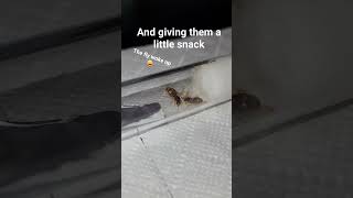 Giving my ant colony an outworld #ants #shorts #viral #antkeeping