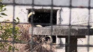 ショウくん登場〜したが‥お食事の気分じゃ無かった〜？　ニシゴリラ　　浜松市動物園にて　2025年2月8日