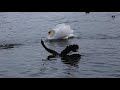 black swan calling to mute swan