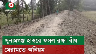 সুনামগঞ্জ হাওরে ফসল রক্ষা বাঁধ মেরামতে অ'নিয়ম