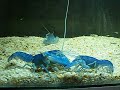 cherax destructor