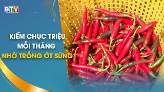 [BTV] - Trồng ớt sừng trên vùng đất cát mang lại hiệu quả kinh tế cao