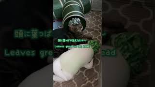 【ショート動画】大根になったおでぶ猫#Shorts