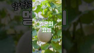 달콤한 멜론의 효능과 맛있는 멜론 고르는 방법 #Shorts