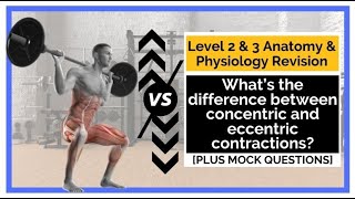 What’s the Difference Between Concentric and Eccentric Contractions?