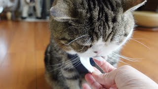 ハーネスを着ると膨らむねこ。-Maru inflates when he wears a harness .-