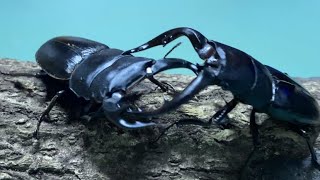 【昆虫バトル】アマミノコギリクワガタvsタイワンオオクワガタ Prosopocoilus dissimilis vs Dorcus grandis fomosanus