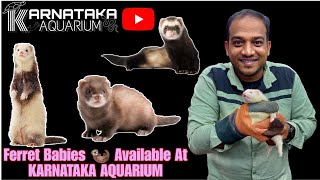 Albino Ferret 🦦 Babies | Available At KARNATAKA AQUARIUM | Care , Guide and Diet | #exotic #pets