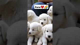 So many puppies🌈❤️ #puppy #puppyentertainment #cute #pets #dog #puppydog #youtubeshorts #shortvideo