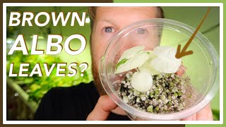 Why is my Albo Browning?  3 TIPS For Preserving Variegated Leaves