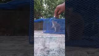 আমার পোষা ইদুর🐁🐁 #shorts #youtube #viral #animal