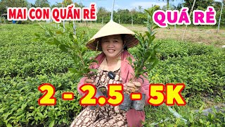 📞 Trà Thanh 0342175899 GL MAI CON QUẤN RỄ MỨC THẤP CHỈ 2-2.5K/CÂY 06/11/2022 | Bến Tre Ơi