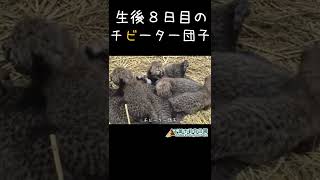 生後８日目　団子　＃千葉市動物公園　＃Shorts　＃チーター　＃#ズラヤと子どもたち