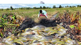 ថ្ងៃនេះដើររកខ្យង​បែរជាចាប់បានត្រីឡើងតាមទឹកហូរ