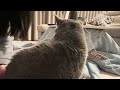 うちの猫がおしゃべりすぎるw a talking cat