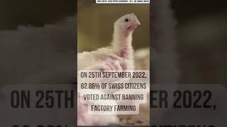 Switzerland Voted Against Banning Factory Farming 💔🇨🇭 #shorts