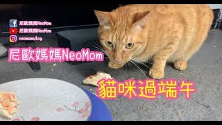 【尼歐媽媽NeoMom】貓日常- 貓咪過端午 來包粽子吧！！！