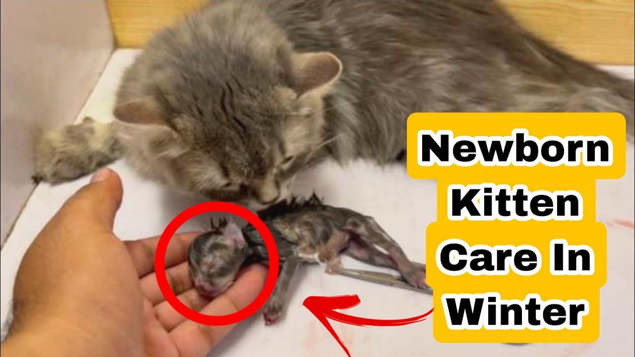 Winter Kitten Care How To Keep Your Newborn Kitten Warm Safe Cat