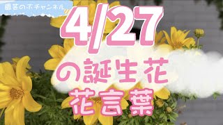 4/27の誕生花と花言葉【園芸のぶチャンネル】【４月】【２７日】【ガーデニング】【雑学】【トリビア】【ビデンス】