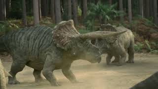 Triceratops Fight