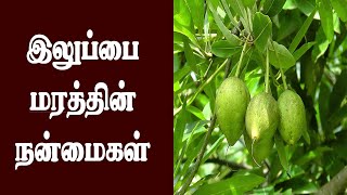 ஏழைகளின் நெய்யான இலுப்பை எண்ணையின் பயன்கள் |  Illupai Oil | Vaithiyan | Health | வைத்தியன்