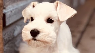 BEAUTIFUL White Miniature Schnauzer Puppy - IVORY!!