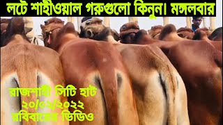 লটে শাহীওয়াল গরু গুলো কিনুন। রাজশাহী সিটি হাট। ২২/০২/২০২২। রবিবরের ভিডিও।