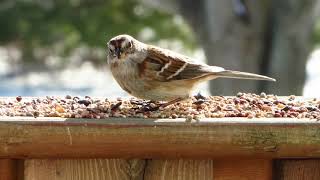 American Tree Sparrows in the Winter Sun