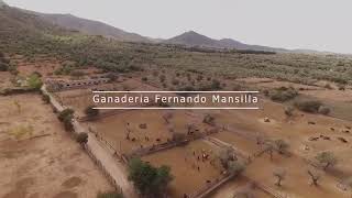 2019 Ganaderia Fernando Mansilla - Pepo Dron