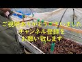 ふきのとう 株の堀上　ふきのとう栽培　目指せ100品目　邑南町　駒川農園　21.12.4