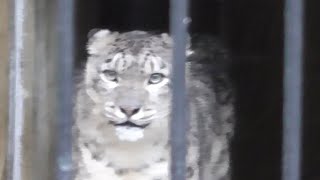 ユキヒョウ　リーベちゃん　動き回っていた　【浜松市動物園】　Snow leopard Ribe-chan Hamamatsu Zoo