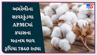 અમરેલીના સાવરકુંડલા APMCમાં કપાસના મહત્તમ ભાવ રૂપિયા 7840 રહ્યા |  APMC | Tv9Gujarati | #Tv9D