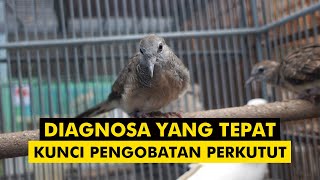 DIAGNOSA YANG TEPAT, KUNCI PENYEMBUHAN PENYAKIT PADA PERKUTUT.