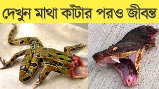 মাথা কাটার পরও বেঁচে থাকে 18 মাস  ? | Bangla Fact | Fact Route | interesting facts in bangla