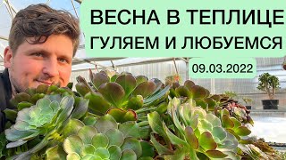 ВЕСНА В ТЕПЛИЦЕ С СУККУЛЕНТАМИ! ГУЛЯЕМ И СМОТРИМ ЧТО ВЫРОСЛО! 09.03.2022 ГЕОРГИЙ АРИСТОВ