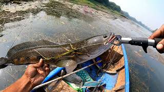 //moral fish  ko kese pakde#lucana  #Snakehead fishing #monster snakehead fish