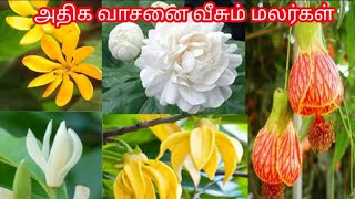 அதிக வாசனை வீசும் மல்லிகை செடிகள் மற்றும் வருசமெல்லாம் பூக்கும் அறிய வாசனை மலர்கள்....