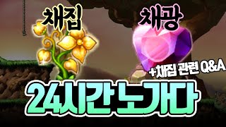 메이플 채집, 채광 24시간 노가다! + 9가지 채집 관련 Q\u0026A