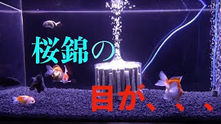 ショック‼︎飼育している金魚の片目がなくなりました...１【９０センチ金魚水槽】